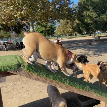 Dog Sitting by Ally - Pet Boarding Near Me
