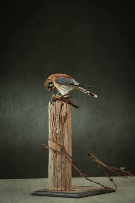 Prey Taxidermy by null