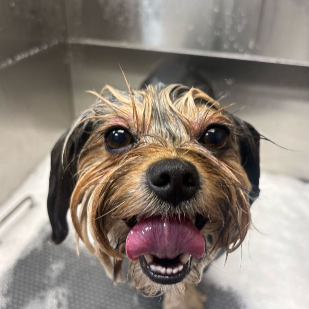 Pawssentials - Bath time - Pet Groomers Near Me - Milpitas, California