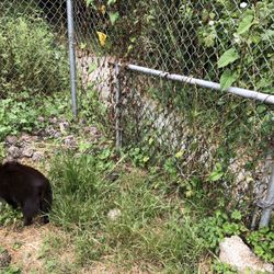 Eureka Dog Park