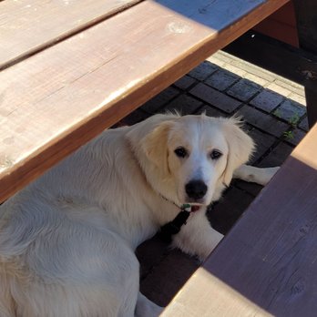 Bigfoot Growlers II - It was so nice to be able to bring our pup with us to lunch. - Beer Bar Near Me - Sandy, Oregon Bigfoot Growlers II - It was so nice to be able to bring our pup with us to lunch. - Beer Bar Near Me - Sandy, Oregon
