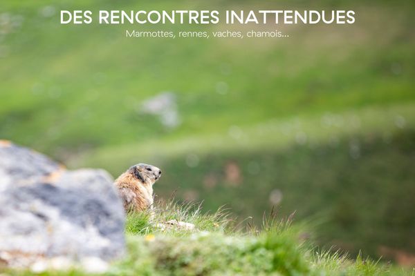 Ecrin Blanc Resort Courchevel by null