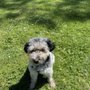 Photo of Dog Walking by Jenni