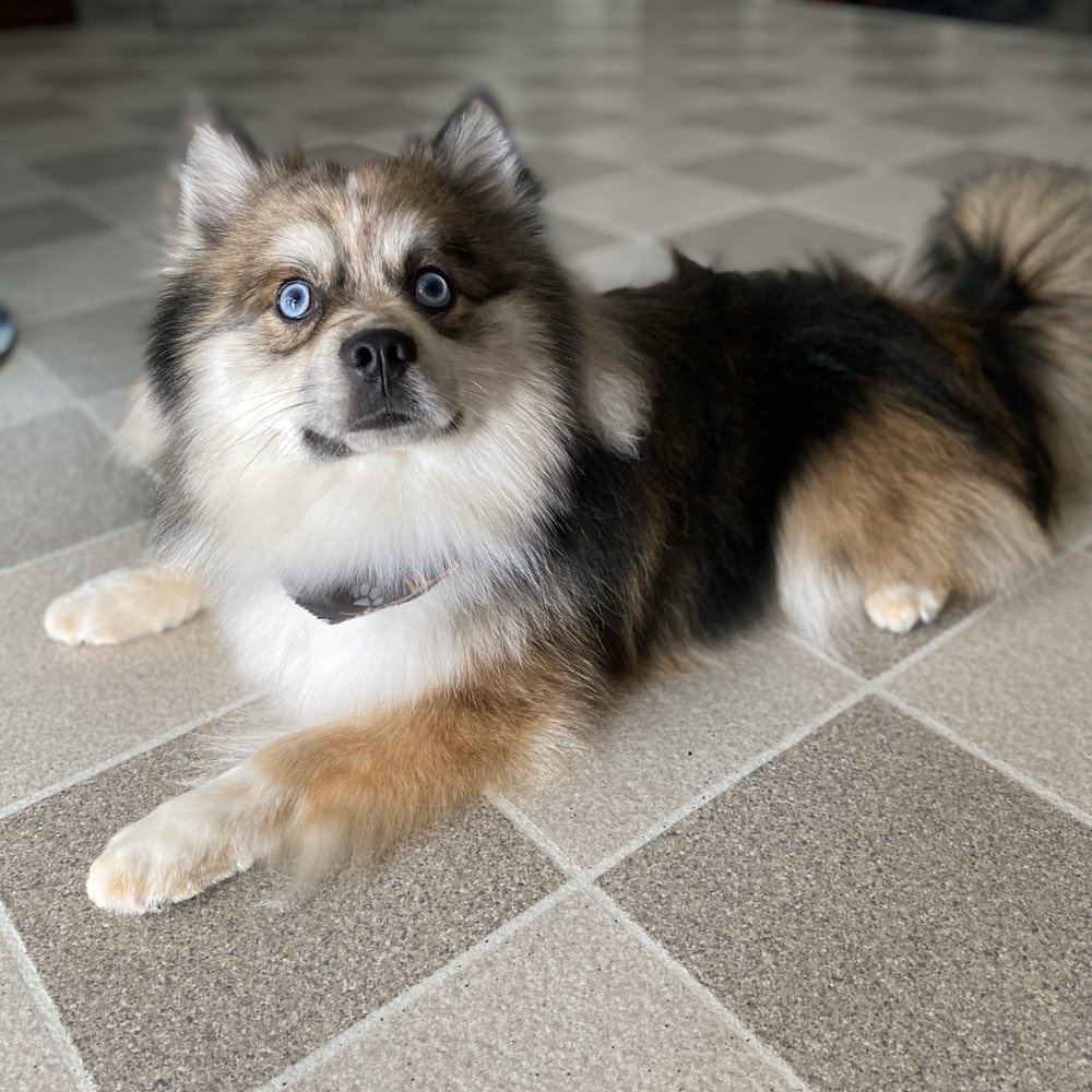 Happy Tails Dog Spa - Dexter all groomed - Pet Groomers Near Me - Torrance, California