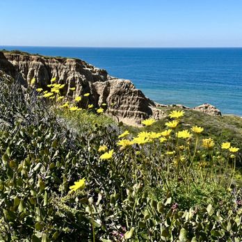 Torrey Pines State Reserve - Wildflowers are everywhere - Parks Near Me - La Jolla, California Torrey Pines State Reserve - Wildflowers are everywhere - Parks Near Me - La Jolla, California