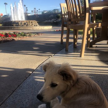 The Local Grind - Great to sit in the sun with the puppy - Cafes Near Me - Lake Havasu City, Arizona