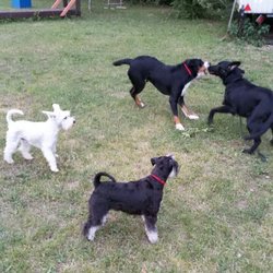 Peggy´s-Hundehalterforum - Lernen auch beim zuschauen