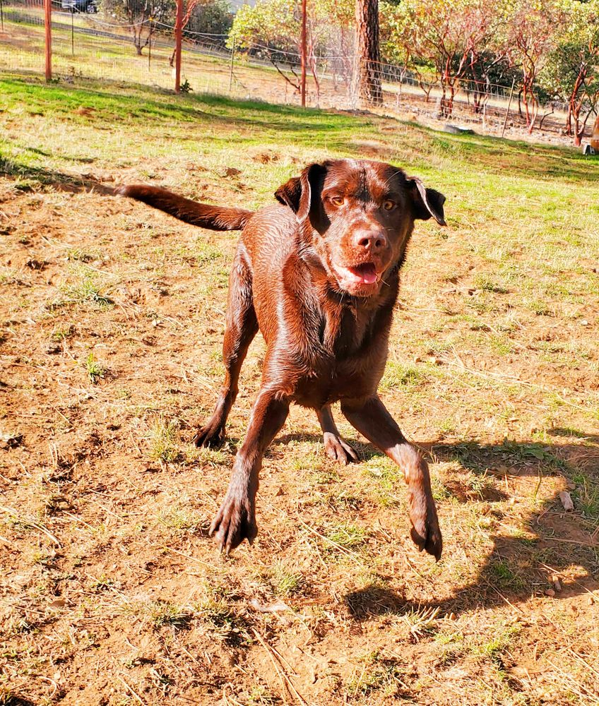 MT. BALDY KENNELS Updated October 2024 Grants Pass, Oregon Pet