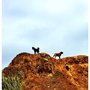 Photo of Paw Prints Family