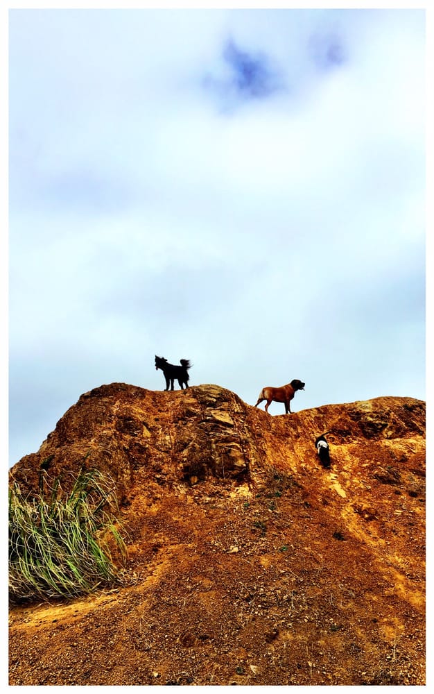 Paw Prints Family - pet boarding facility in San Bruno, CA