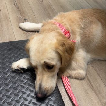 Heights Veterinary Clinic - Veterinarians Near Me - Tampa, Florida