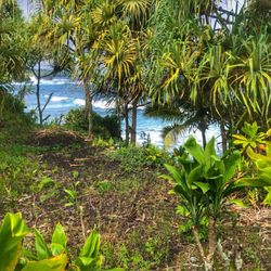 Kahanu Garden