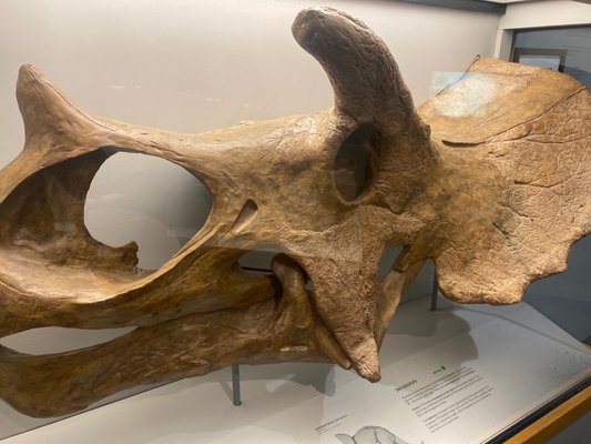 Memphis Museum of Science & History by null