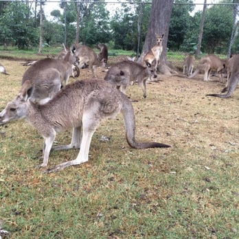 Lone Pine Koala Sanctuary - Roos!! - Zoos Near Me - Fig Tree Pocket, QLD Lone Pine Koala Sanctuary - Roos!! - Zoos Near Me - Fig Tree Pocket, QLD