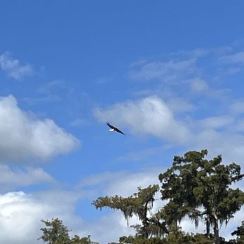 Jean Lafitte Swamp Tour - Bald eagle - Boat Tours Near Me - Marrero, Louisiana