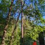 Photo of Tree Men Services