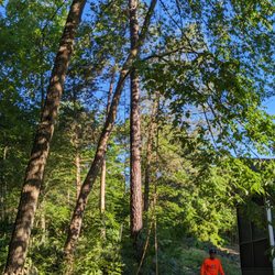 Tree Men Services