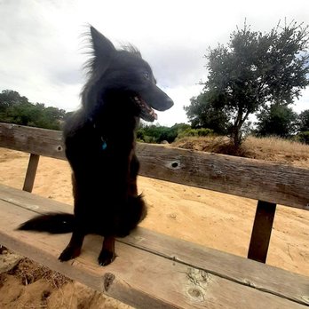 Absolute Canine - Pet Training Near Me - Oakland, California Absolute Canine - Pet Training Near Me - Oakland, California