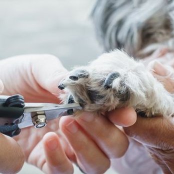 Muttedly Pawsome - Pet Groomers Near Me - Hamilton, Ontario Muttedly Pawsome - Pet Groomers Near Me - Hamilton, Ontario