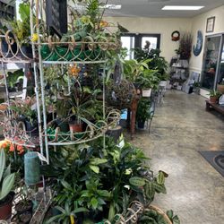 The Plant Place and Cameron Greenhouse - Large selection of stunning indoor plants.