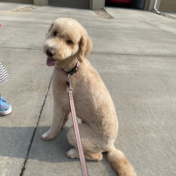 Wag - Before and after photos - Pet Stores Near Me - Omaha, Nebraska Wag - Before and after photos - Pet Stores Near Me - Omaha, Nebraska