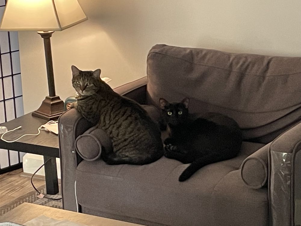 KITTY KAT HAVEN & RESCUE Updated August 2024 25 Photos & 12 Reviews