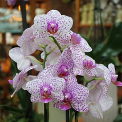 Blossom Flower Shops