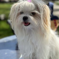 Moving Dog Spa