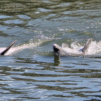 Dolphin Research Center - Tours Near Me - Marathon, Florida Dolphin Research Center - Tours Near Me - Marathon, Florida