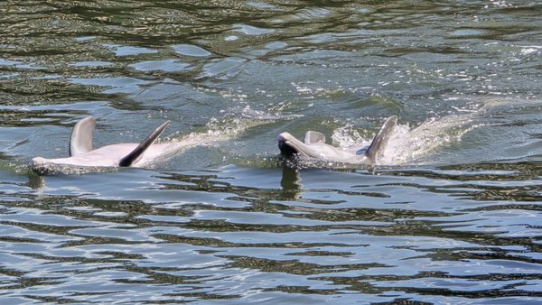 Dolphin Research Center by null