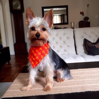Sniffs & Wiggles Mobile Pet Grooming - Charlie after his great cut and wash! - Pet Groomers Near Me