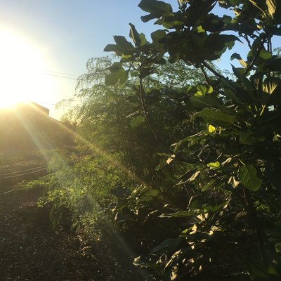 Finca Tres Robles by null