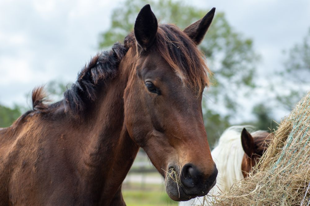 Alexa Grubbs Performance Horses - equestrian in Alvin, TX