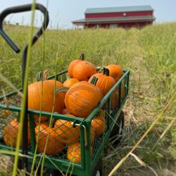 Braffet Berry Farm and Orchard - Pumpkin patch