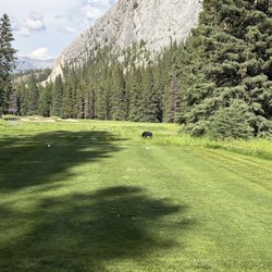 Banff Springs - A Bear wanting to play from the yellow tees