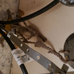 Desert Oasis Pest Control - TERMITES!