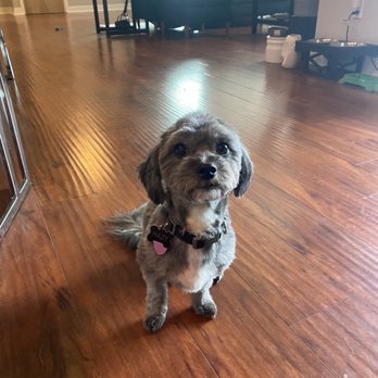 Furry Rascals Grooming - Pet Groomers Near Me - Long Beach, California