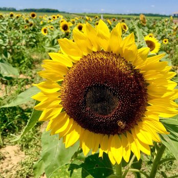 Pindar Vineyards - Wineries Near Me - Peconic, New York Pindar Vineyards - Wineries Near Me - Peconic, New York