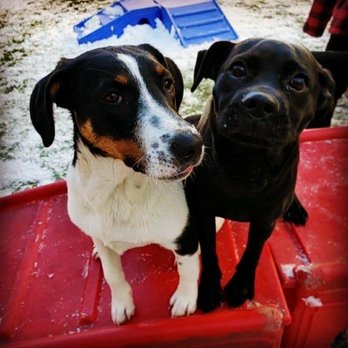 Good Dog - Day Care play area - Pet Sitting Near Me - Lombard, Illinois