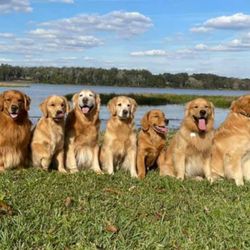 JR Professional Dog Trainer - Family photo but one doesn't want his picture taken