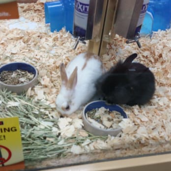 Pet Supermarket - Hasenpfeffer for dinner? - Pet Stores Near Me - Miami, Florida Pet Supermarket - Hasenpfeffer for dinner? - Pet Stores Near Me - Miami, Florida