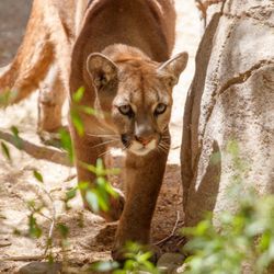 The Living Desert