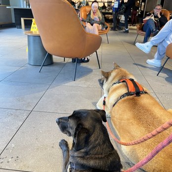 Starbucks - Waiting patiently in the large seating area. - Coffee & Tea Near Me - San Diego, California Starbucks - Waiting patiently in the large seating area. - Coffee & Tea Near Me - San Diego, California