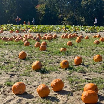 Page Farms - Pumpkins and more pumpkins - Fruits & Veggies Near Me - Raleigh, North Carolina Page Farms - Pumpkins and more pumpkins - Fruits & Veggies Near Me - Raleigh, North Carolina