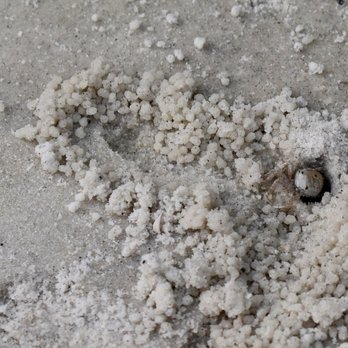 Apollo Beach Nature Preserve - Tiny crab - Beaches Near Me - Apollo Beach, Florida Apollo Beach Nature Preserve - Tiny crab - Beaches Near Me - Apollo Beach, Florida
