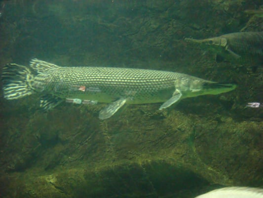 Aquarium of Veracruz by null