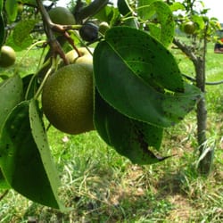 Virginia Gold Orchard