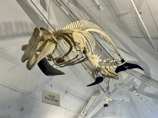 Seacoast Science Center