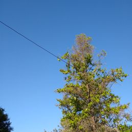That's not a utility pole ...  That's my pine tree....