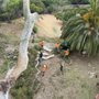 Photo of Luis The Arborist